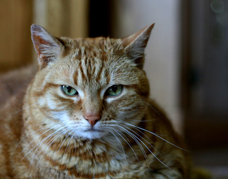 ¿Por qué hay gatos que tienen tan mal carácter?