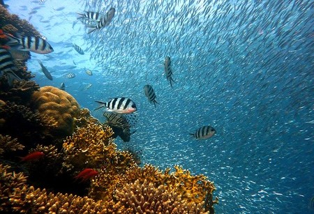 El cambio climático hará que el mundo sea un lugar demasiado caluroso para el 60% de las especies de peces