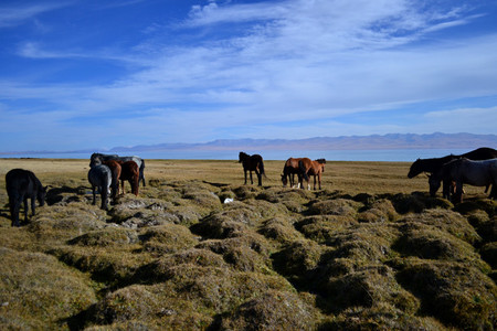 caballos salvajes