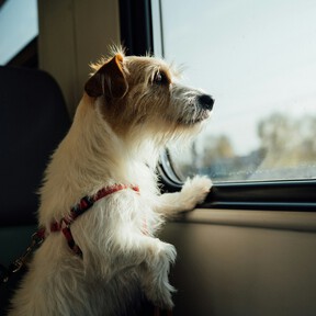 Ya es oficial: Renfe permitirá viajar con perros de hasta 40 kilos en todos sus trenes y es inminente