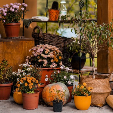 Aldi  lanza el miércoles 30 de septiembre la planta con flores que dará color a tu terraza o jardín en otoño: cuesta menos de 2 euros