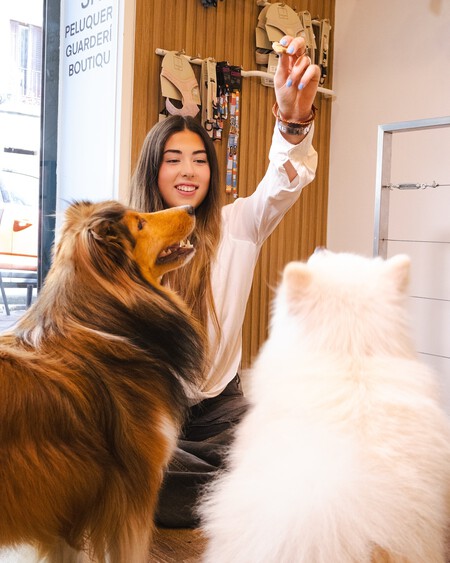 Donde Dejo A Perro Si Voy De Viaje