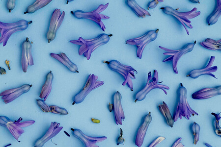 Cinco estilos que serán tendencia en 2021 para la fotografía de naturaleza muerta según Shutterstock