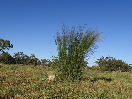 Gamba Grass Australia Incendio