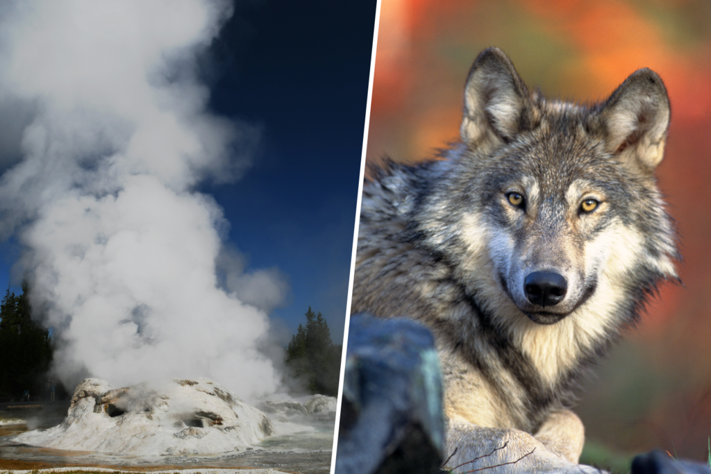 Nunca hay que menospreciar a un lobo: así fue como 31 animales cambiaron el curso del río Yellostone 
