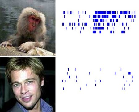 Brad Pitt no es un animal peligroso