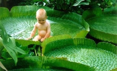 Biobaby: el pañal mexicano biodegradable
