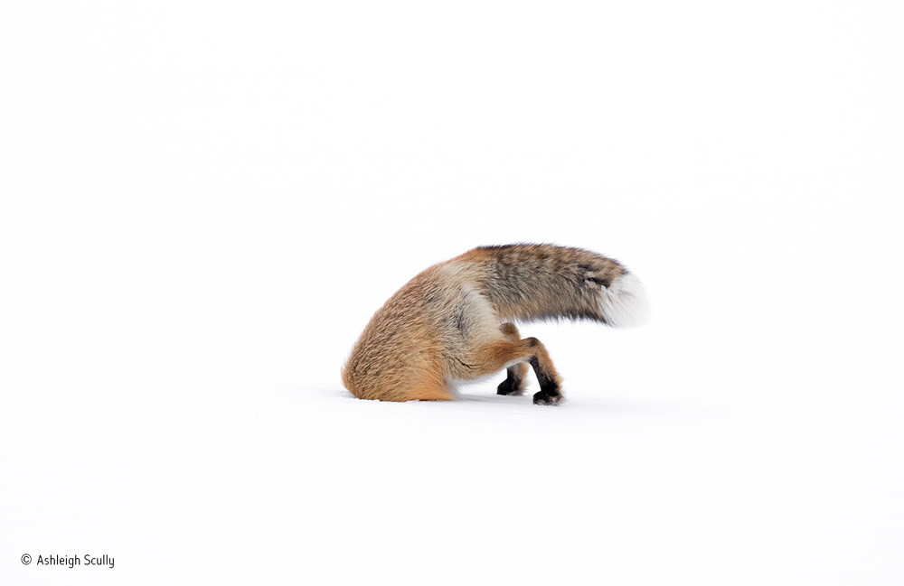 Wildlife Photographer of the Year 2017, fotografias ganadoras del concurso