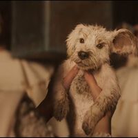 Supergirl estrena nuevo tráiler con una versión de Krypto que te robará el corazón: un poderoso vistazo a lo que nos depara el DCU de James Gunn 