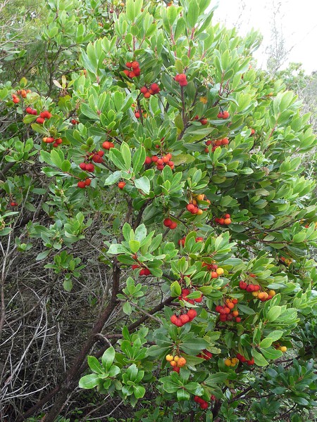 Arbutus Unedo