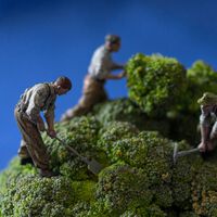 Unos investigadores chinos creen haber descubierto un "truco" sencillo para perder peso: comer verduras crudas 