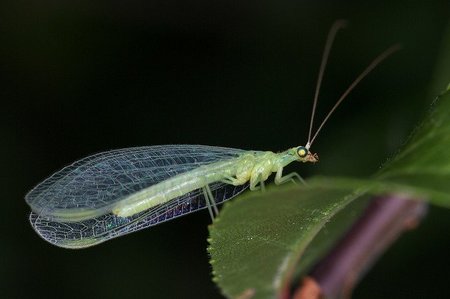 Control de Plagas III: compatibles para erradicar al enemigo