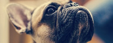 El perro más deseado del mundo puede que sea uno de los más enfermos 