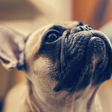 El perro más deseado del mundo puede que sea uno de los más enfermos 