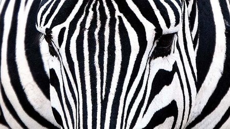 StripeSpotter o cebras que se convierten en códigos de barras