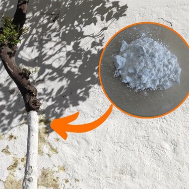 Cómo preparar la cal para pintar tus árboles frutales: cuándo y cómo hacerlo correctamente