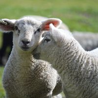 Alguien "inventó" una armadura para proteger a las ovejas de los lobos, parecía buena idea hasta que lo demandaron