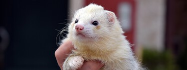 Con qué animales de compañía debemos tener más cuidado si hay niños en casa 