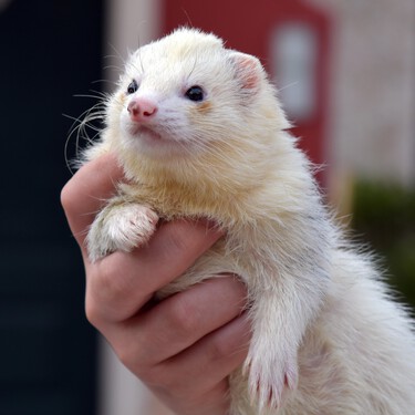 Con qué animales de compañía debemos tener más cuidado si hay niños en casa 