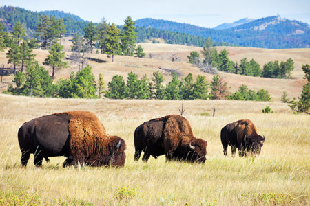 South Dakota Custer State Park