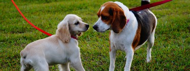 ¿Sabes cómo deberías presentar a dos perros? Spoiler: nunca deberías hacerlo en tu casa 