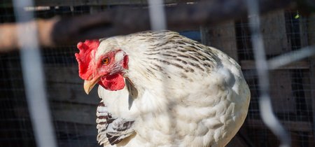 La gallina de los huevos de hidrógeno: cuando la energía limpia apuesta por las claras de huevo