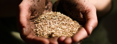 Dieta de Salud Planetaria: la nueva dieta que proponen expertos para reducir mortalidad y frenar el cambio climático