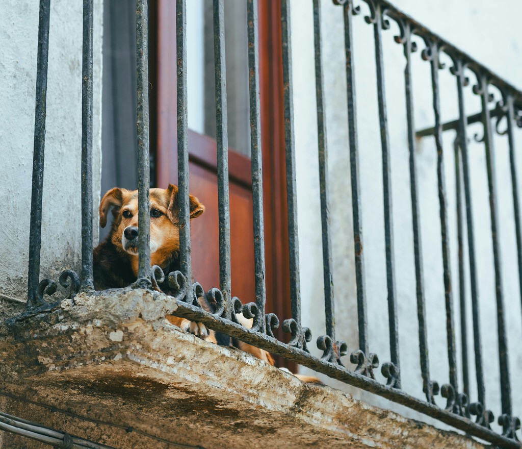 Hay al menos una cosa que la Ley de Bienestar Animal sí sanciona de verdad: dejar al perro en la terraza