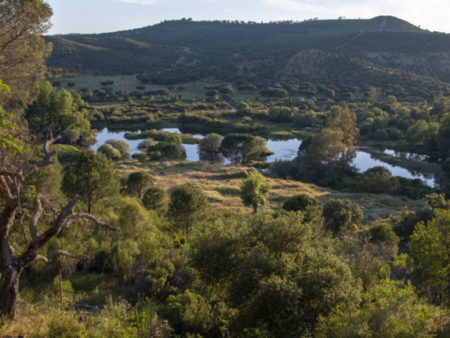 Reserva Cijara 1