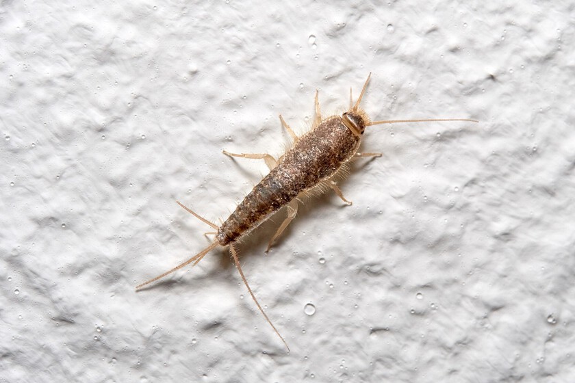 La mejor solución para que los pececillos de plata desaparezcan de tu casa es poner en las esquinas estos repelentes naturales