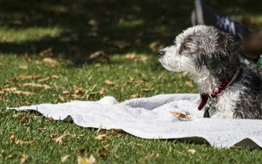 Salpican 2013, ¿cómo fue el primer pooch plunge de España?