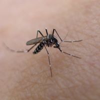 Virus Zika: Cómo reducir el riesgo de infección en nuestros viajes 