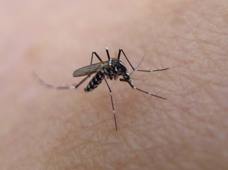 Virus Zika: Cómo reducir el riesgo de infección en nuestros viajes