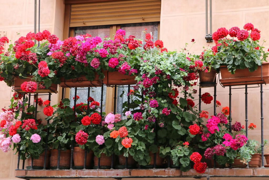 Quiero decorar mi terraza en verano: estas son las mejores plantas resistentes al calor