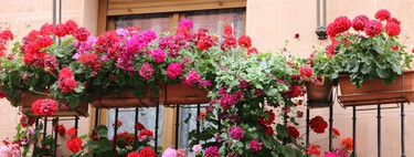 Estaba cansado que mis plantas se achicharren con el calor. Ahora en verano, estas son las que mejor aguantan