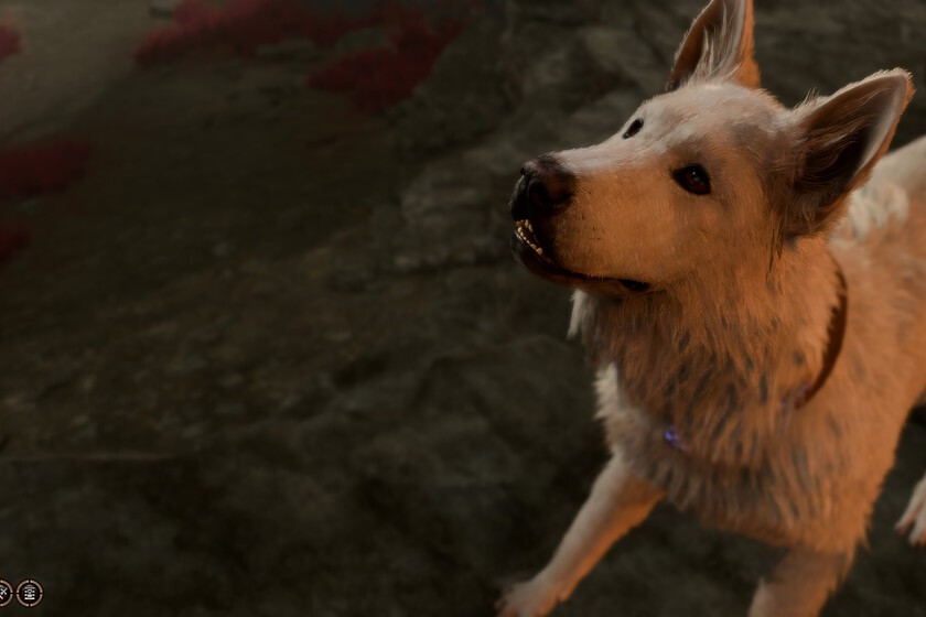 Rasca El Perro De Baldur S Gate 3