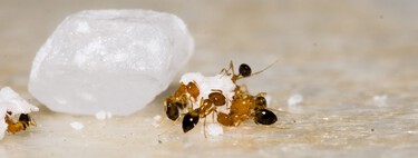 11 remedios naturales para deshacerte de las hormigas de tu cocina sin usar insecticidas 