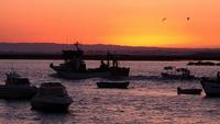 Buscando la gamba blanca por la provincia de Huelva