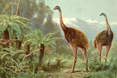 Moa Moa