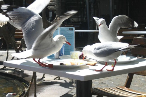 Gaviotas Mesa