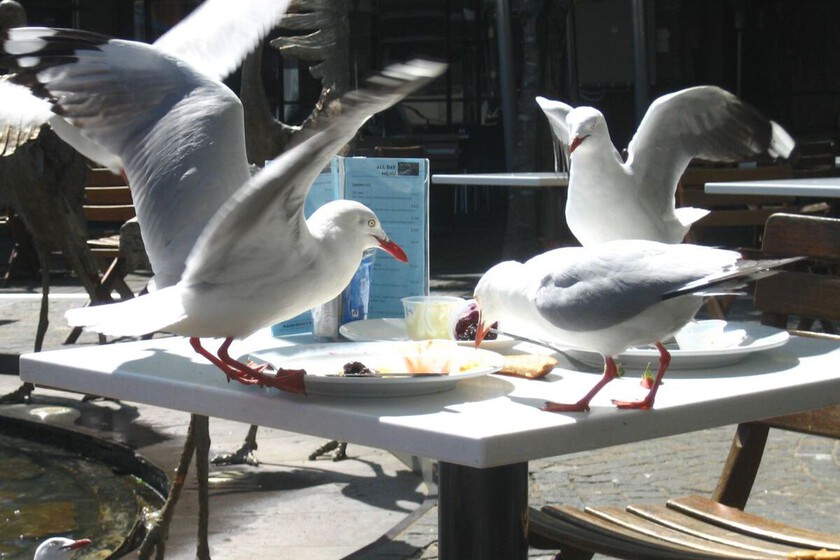 Las gaviotas de Gijón ya no tienen miedo, pero sí hambre: “Tienes que tapar el churro porque se lanzan en picado a por él”