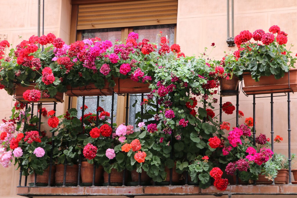 Los jardineros expertos coinciden: "Para que los geranios florezcan abundantemente hay que regarlos aplicando la regla del 10%"  