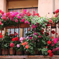 Los jardineros expertos coinciden: "Para que los geranios florezcan abundantemente hay que regarlos aplicando la regla del 10%"  