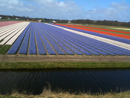 tulipanes holanda