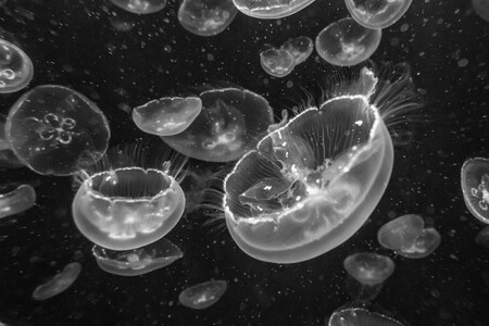 Sony World Photo Awards 2021