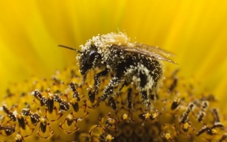 Si vives en el sur esta primavera tendrás más problemas de alergias debido al polen