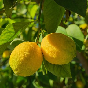Cuándo y cómo podar el limonero para tener limones en abundancia y de calidad