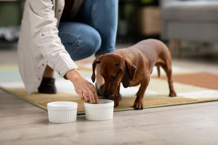 Persona dando de comer a un perro marrón pequeño