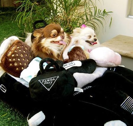 Adivina de quién... son estos adorables perritos