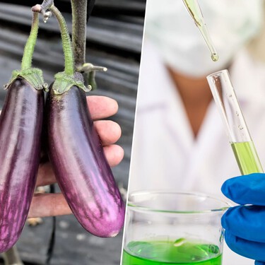 Semillas de berenjena contra el cáncer: científicos de la Universidad de Granada demuestran su efecto antitumoral 